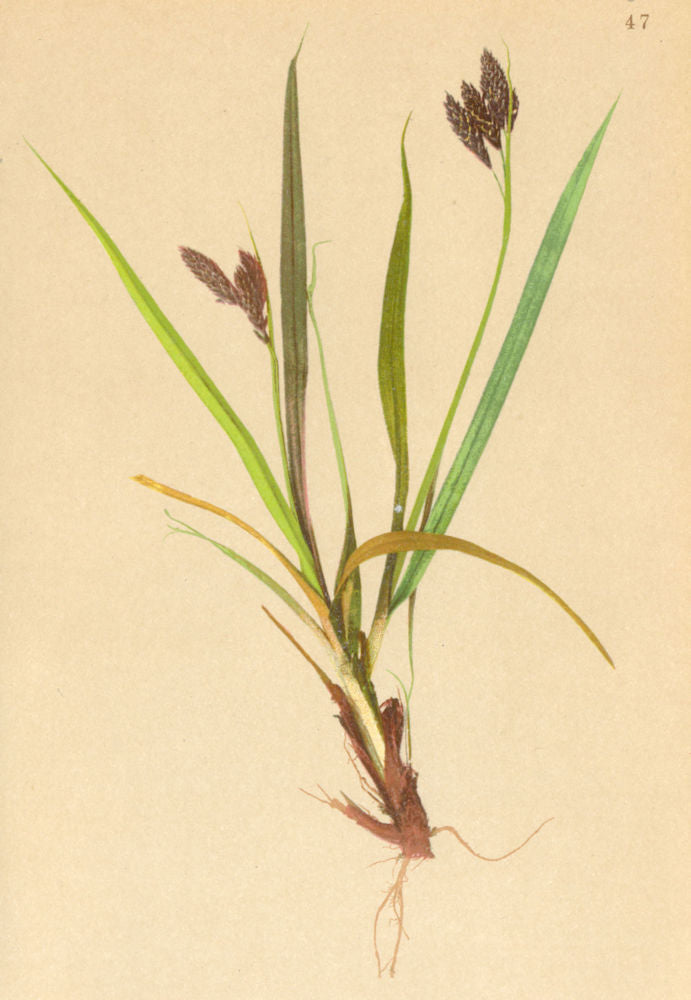 ALPENFLORA ALPINE FLOWERS. Carex atrata L-Schwarze Segge 1897 old print